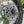 Renthal Sprocket Adapter Titanium Bolts